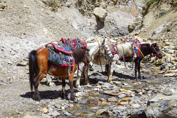 Nepalese horses having a drink, Mustang