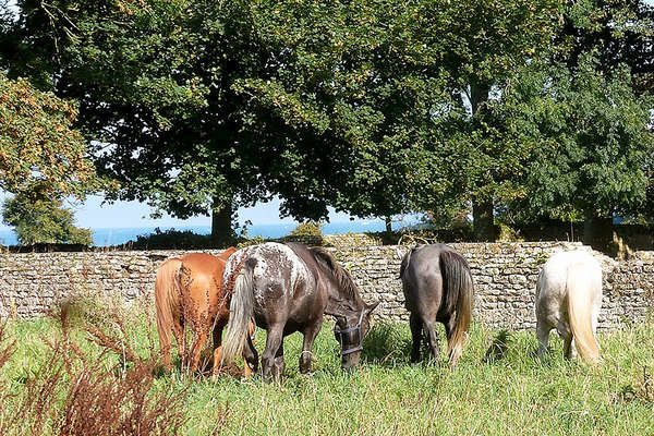 Normandy and horses, France