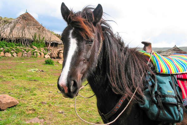 Oromo horse in Ethiopia
