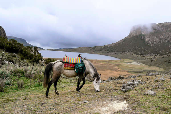 Oromo horse in Ethiopian landscape in Ethiopia