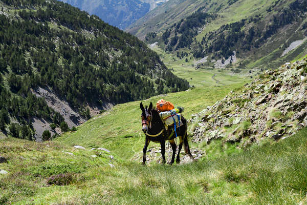 Pack mule in the Pyrenees