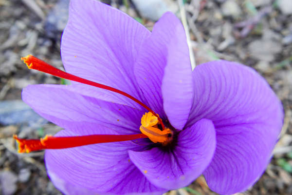 Purple flower in Morocco