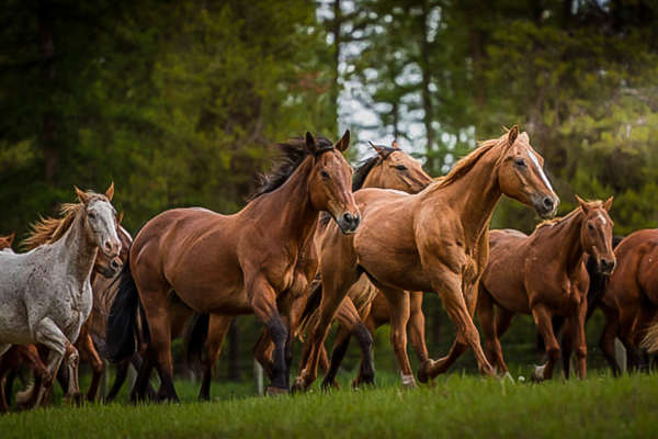 Quarter horses and guest horses in Canada, BC
