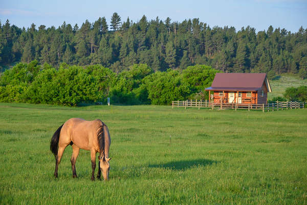 Ranch holiday and working cattle vacations