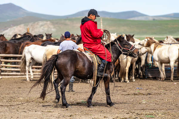 Rider astride a Mongol horse in Mongolia