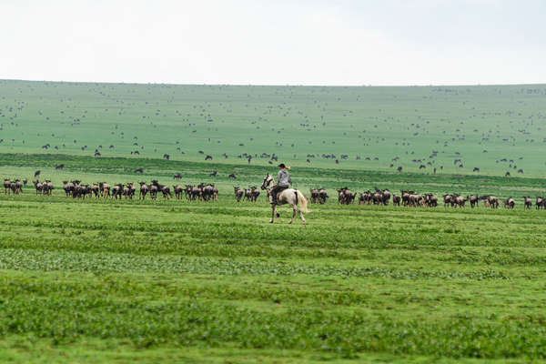 Rider cantering in the Serengeti during the Great Migration