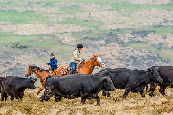 Rider cutting cattle on horseback in the United Kingdom