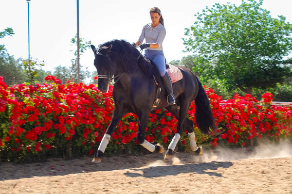 Rider doing dressage moves on horseback