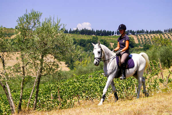 Rider enjoying a hack through olive trees