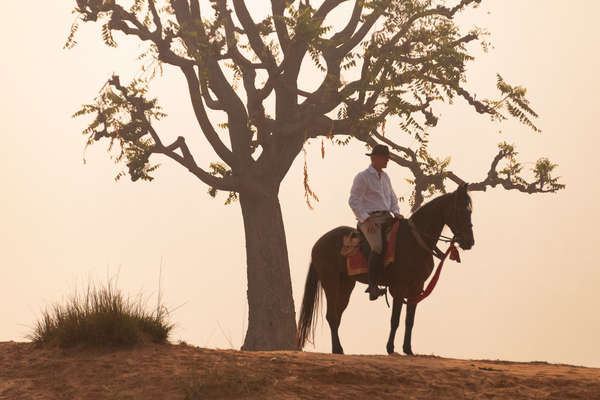 Rider in India, Rajasthan, riding a marwari horse