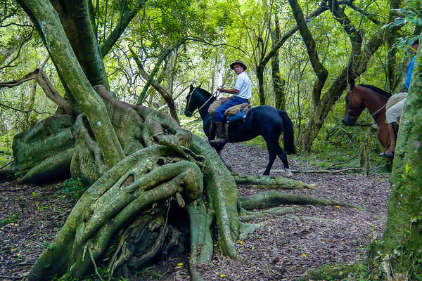 Rider in the mangrove in Uruguay