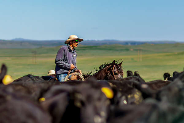 Rider in the middle of the cattle in Wyoming