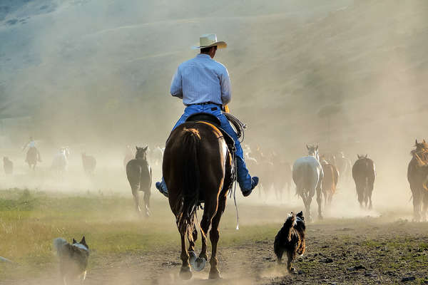 Rider moving cows in Montana on a ranch vacation