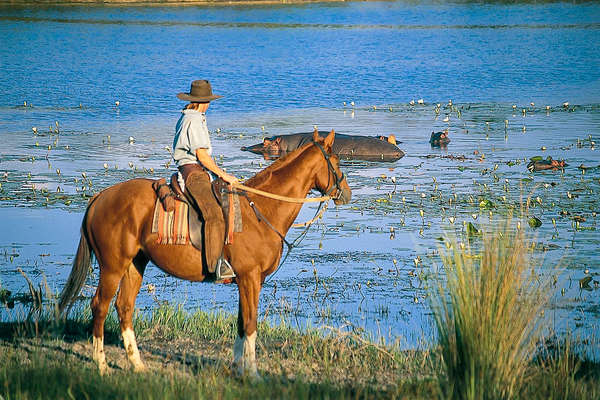 Rider on a horseback safari watching hippos