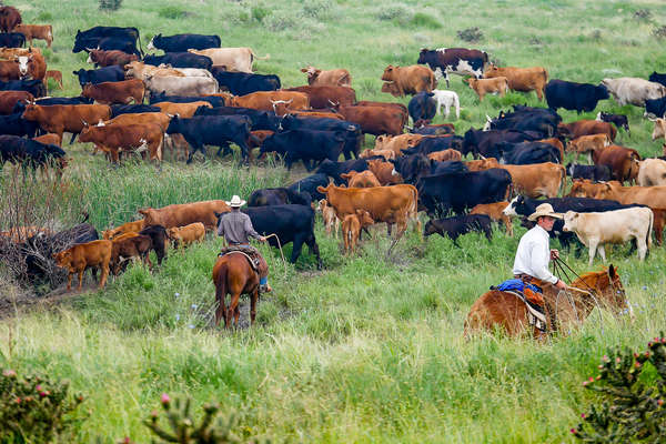 Rider on a US ranch vacation in Chico Basin ranch, Colorado