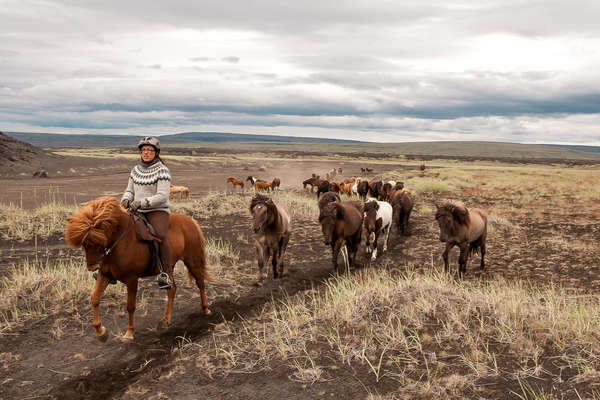 Rider on an icelandic horse with loose horses around her