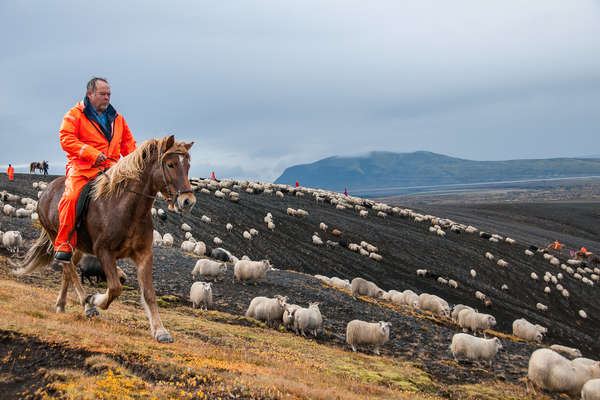 Rider riding a horse and helping out at a sheep round up event