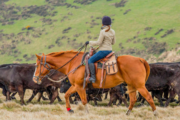 Rider rounding up cattle in England