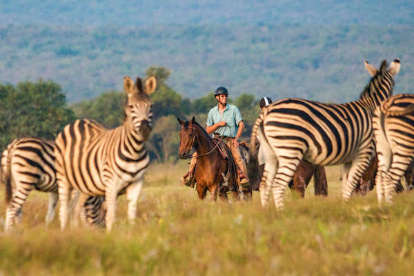 Rider watching zebra from horseback on safari