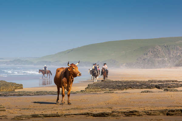 Riders and cows along the Wild Coast
