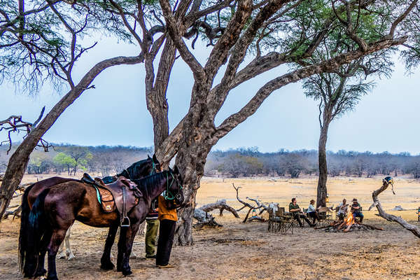 Riders and horses at camp in Zimbabwe during a horse safari