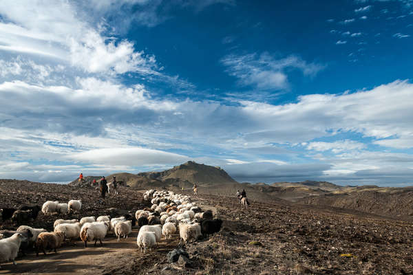 Riders driving sheep through the mountains of Landmannalaugar in iceland