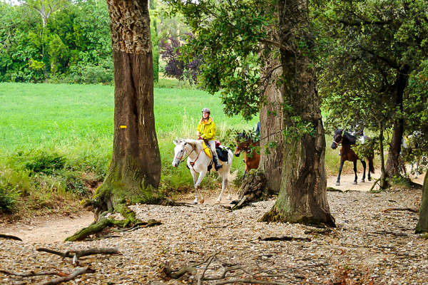 Riders enjoying a relaxing trail ride in the woods