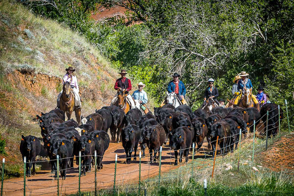 Riders gathering cattle on a ranch holiday at the Hideout in Wyoming