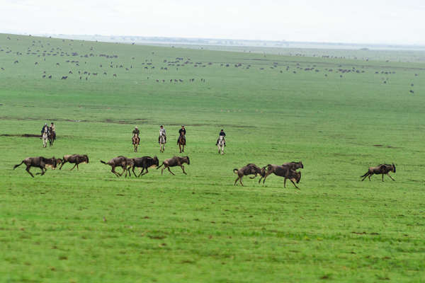 Riders, horses and wildebeest in Tanzania