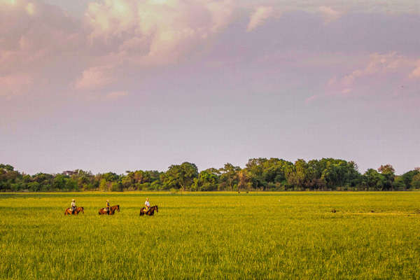 Riders in the plains of the Okavango Delta