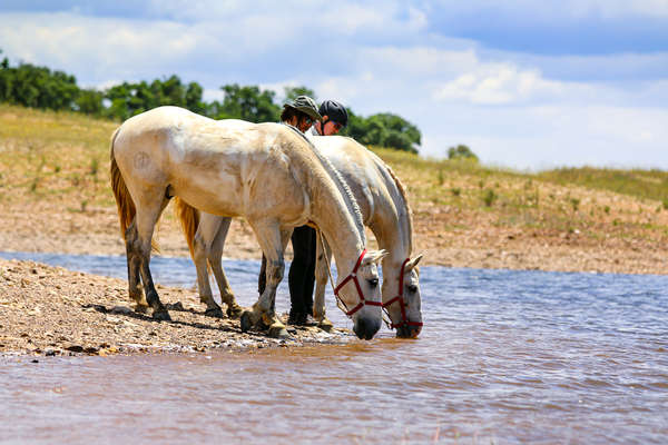 Riders letting their horses have a drink from a lake in portugal