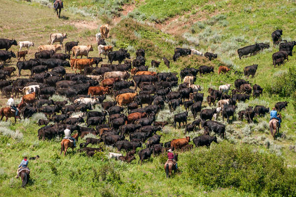 Riders on a cattle drive in Montana, USA