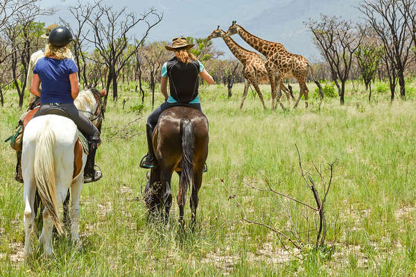 Riders on a riding safari watching giraffe