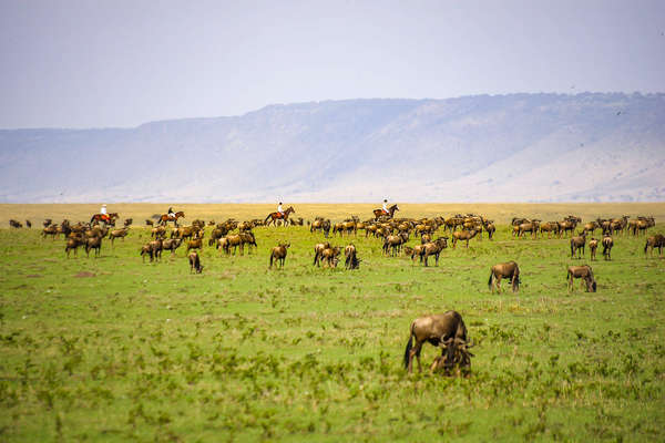 Riders on horseback in the Maasai Mara during the Great Wildebeest migration