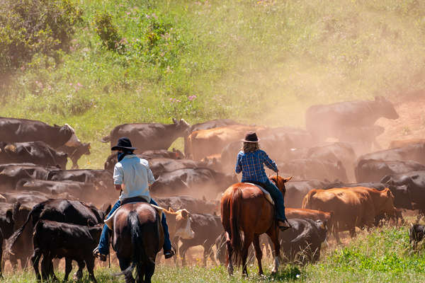 Riders pushing cattle on a cattle drive holiday in Montana at TX ranch