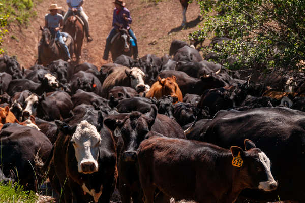 Riders pushing cows from behind on a cattle drive vacation
