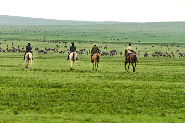 Riders riding towards wildlife in Tanzania