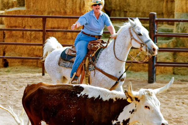 Riders sorting cattle on horseback at White Stallion ranch in Arizona