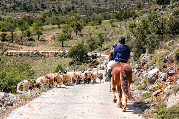 Riders stopped by a herd of sheep in Crete