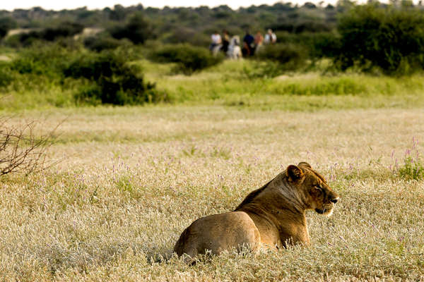 Riders watching a lioness on horseback