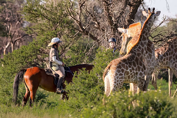 Riders watching giraffe from horseback on a riding safari