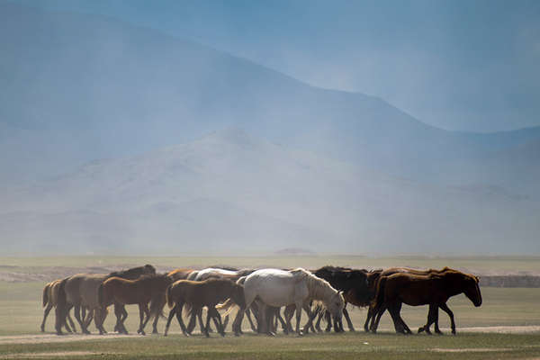 Riding adventures in Mongolia 