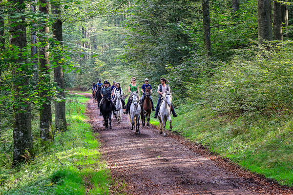 Riding in the forests of Alsace in France