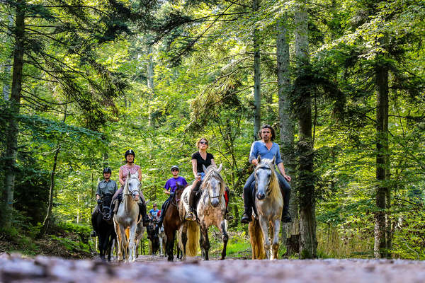 Riding in the forests of Alsace on a riding holiday