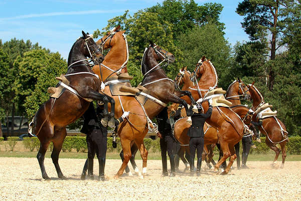 Riding in the world renowned Cadre Noir, France