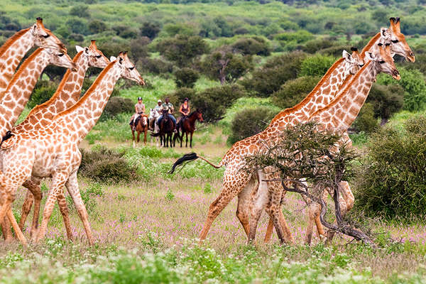 Riding safari in the Mashatu Reserve in Botswana