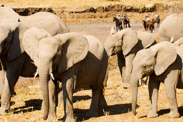 Riding safari in two different areas of Botswana