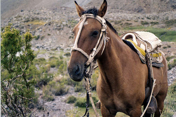 Riding vacation in Argentina on Criollo horses 