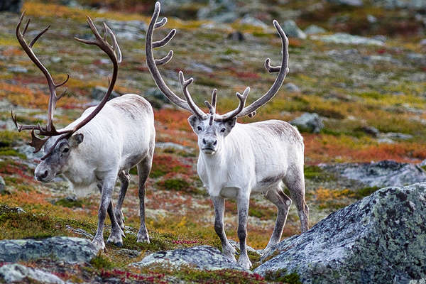 Riding with reindeers in Finland