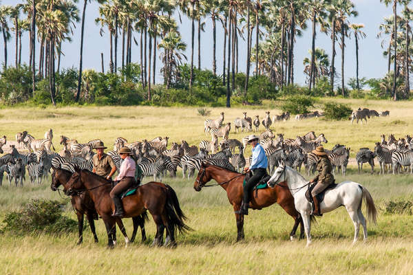 Riding with zebra in the Kalahari, Botswana